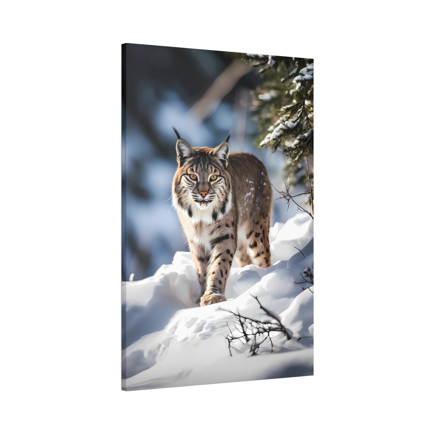 Cat Scratch Fever - Bobcat Canvas Art Print (1.5'')