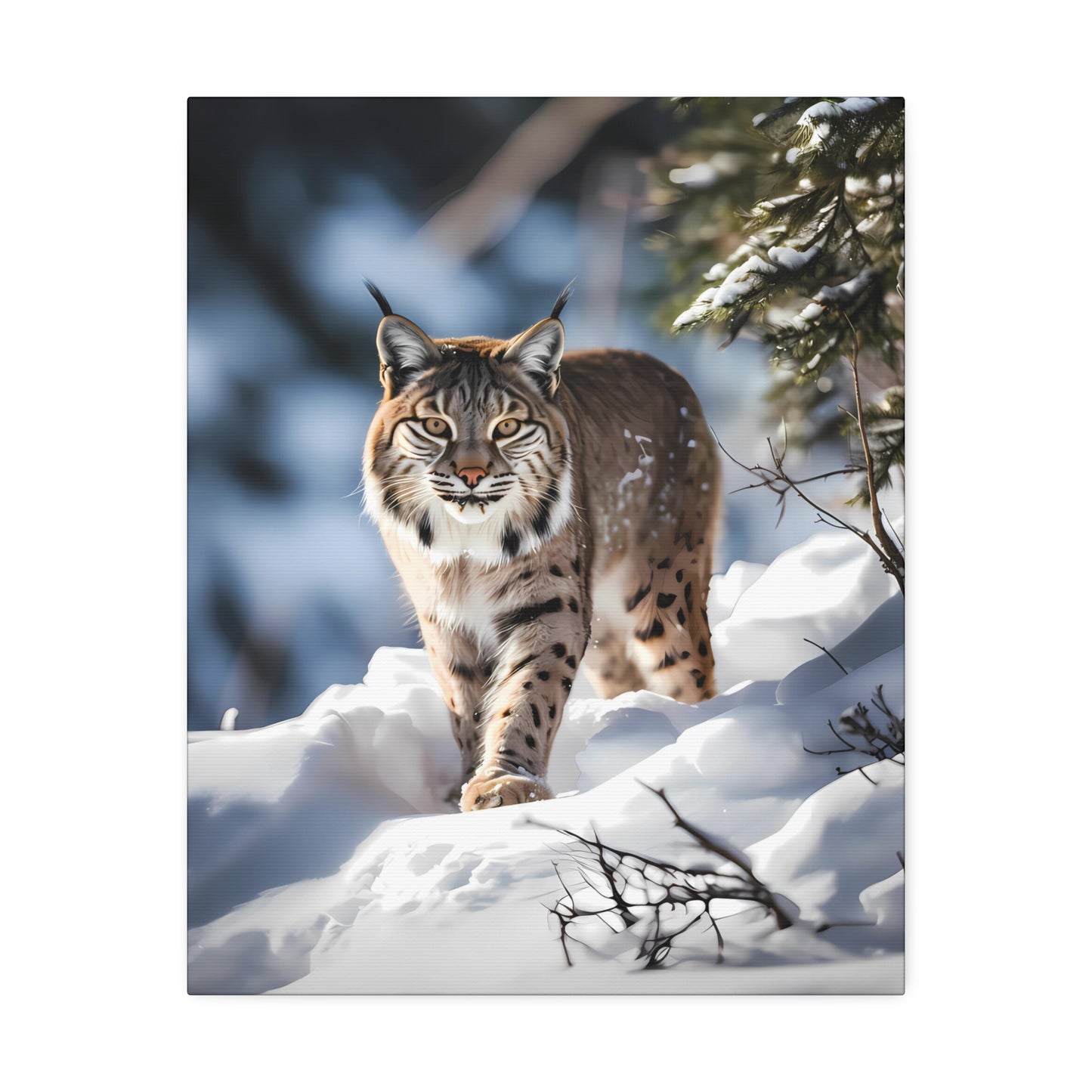 Cat Scratch Fever - Bobcat Canvas Art Print (1.5'')