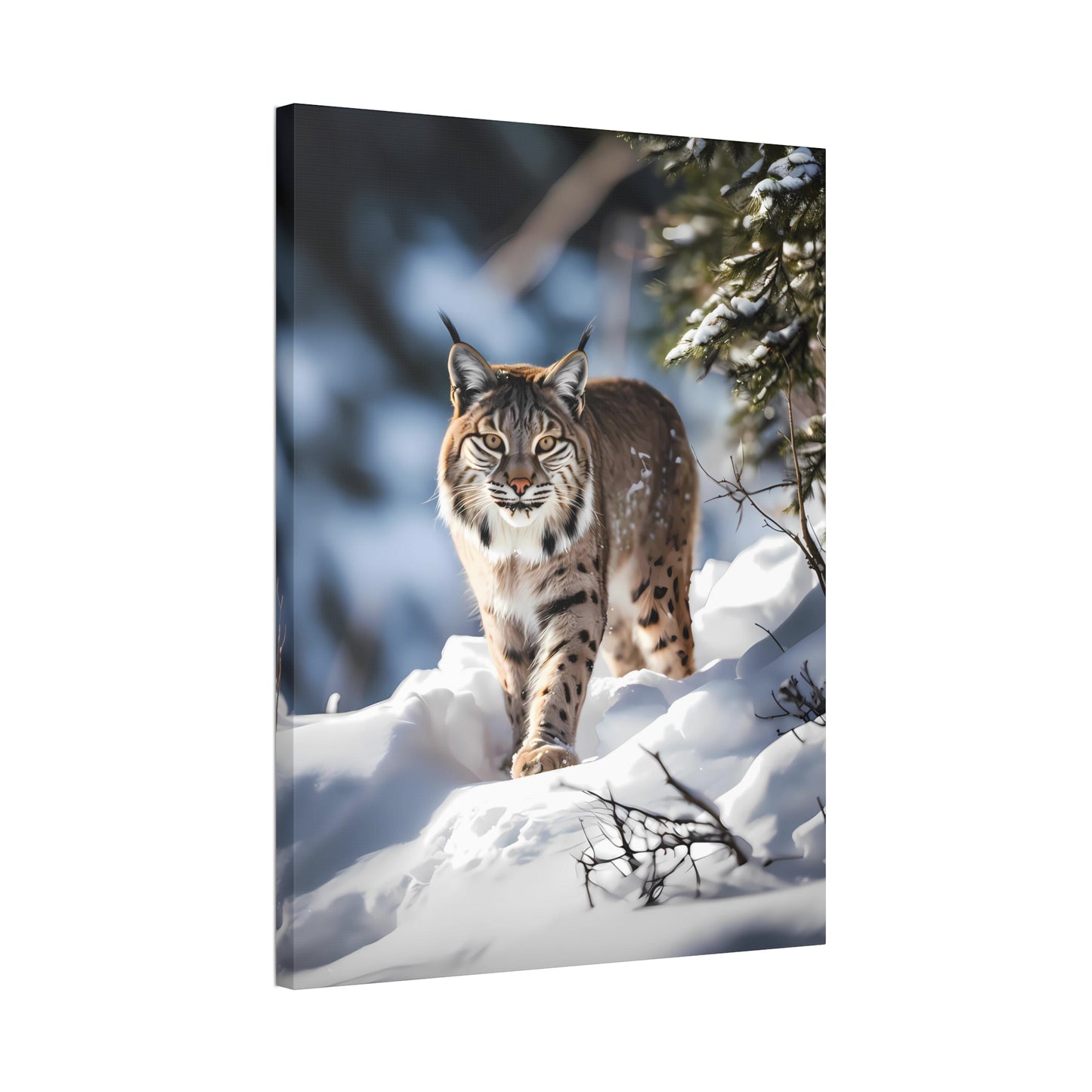Cat Scratch Fever - Bobcat Canvas Art Print (1.5'')