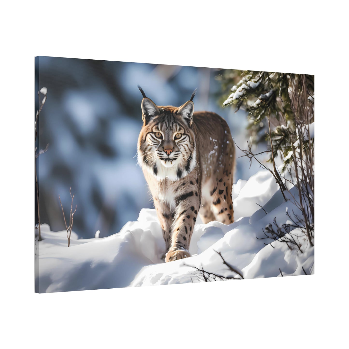 Cat Scratch Fever - Bobcat Canvas Art Print (1.5'')