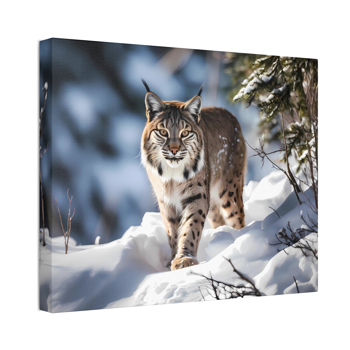 Cat Scratch Fever - Bobcat Canvas Art Print (1.5'')