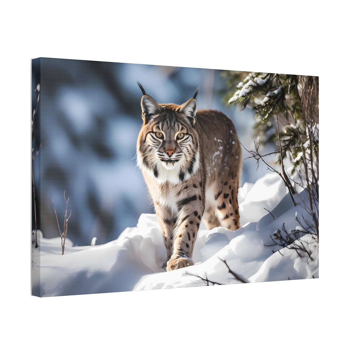 Cat Scratch Fever - Bobcat Canvas Art Print (1.5'')