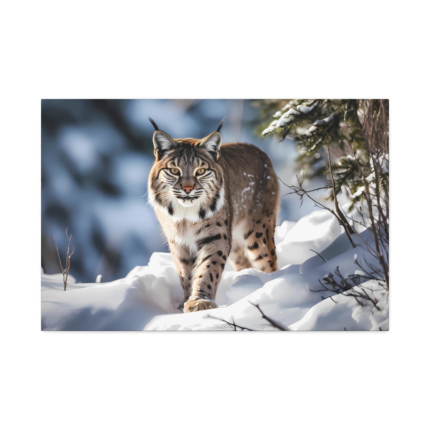 Cat Scratch Fever - Bobcat Canvas Art Print (1.5'')