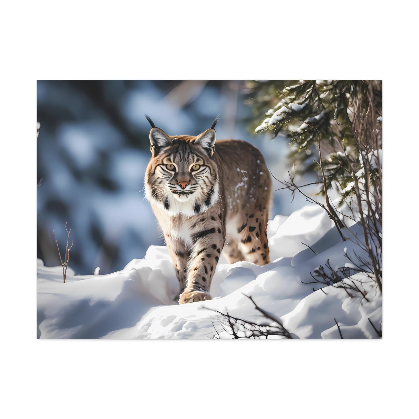 Cat Scratch Fever - Bobcat Canvas Art Print (1.5'')