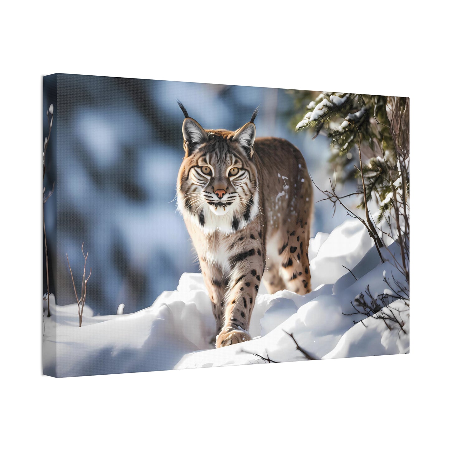 Cat Scratch Fever - Bobcat Canvas Art Print (1.5'')