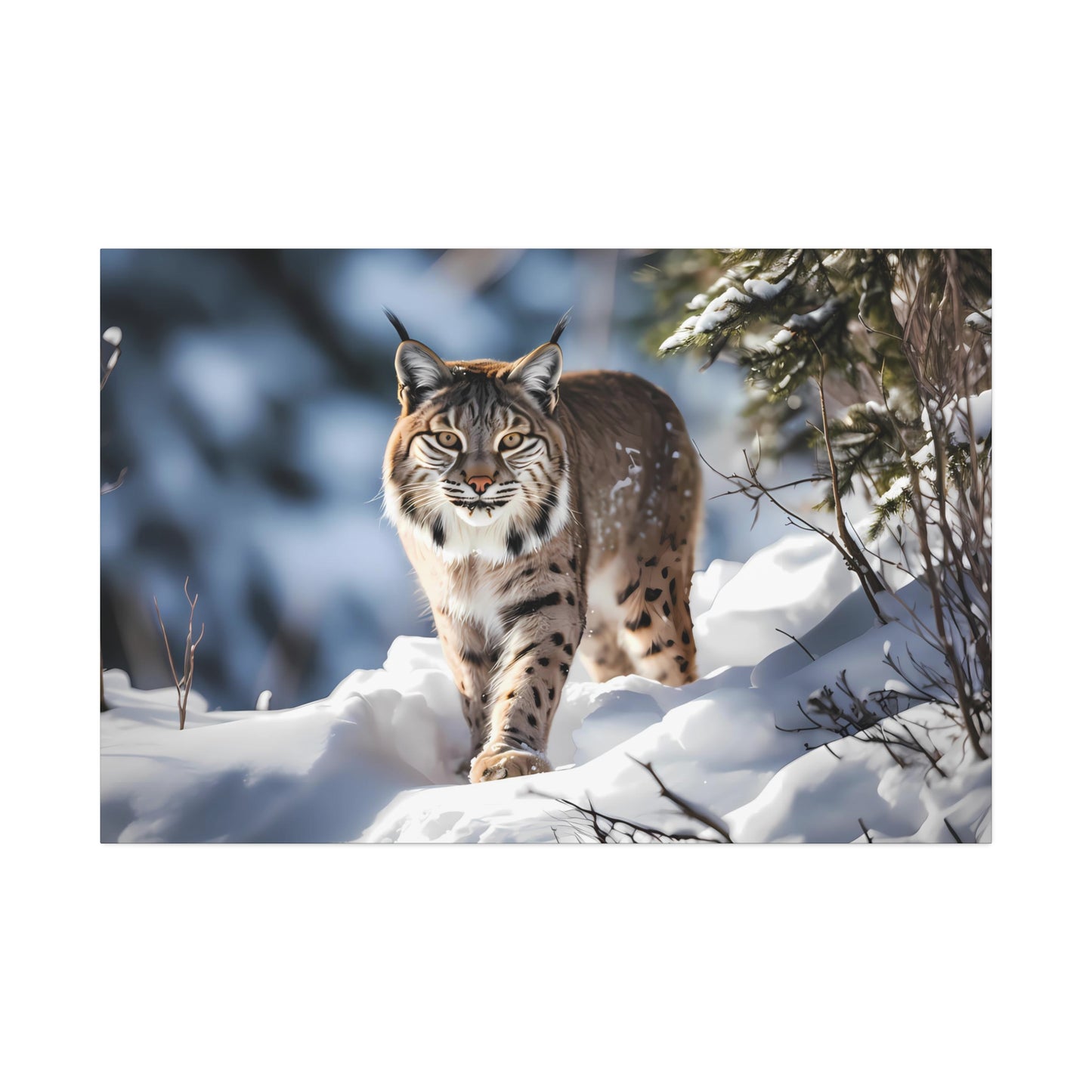 Cat Scratch Fever - Bobcat Canvas Art Print (1.5'')