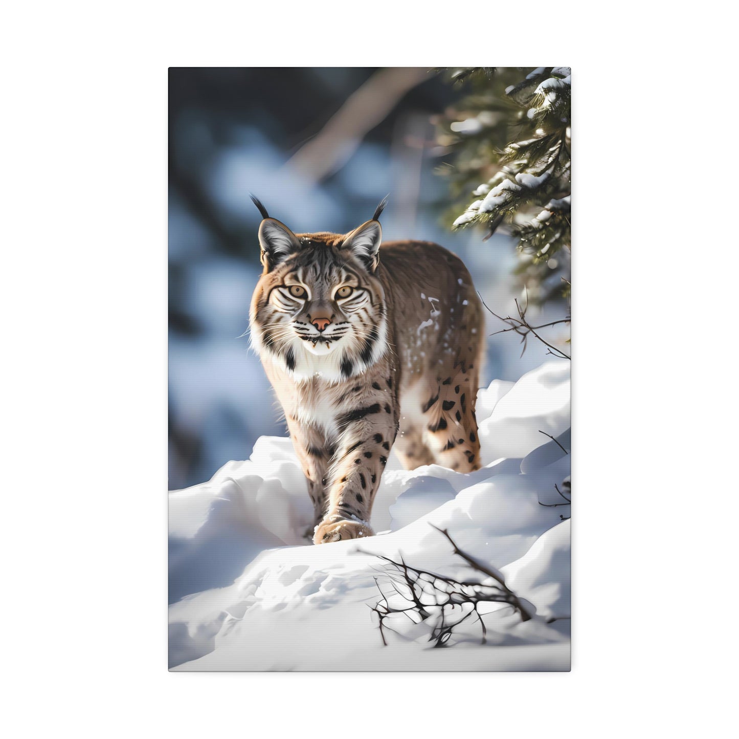 Cat Scratch Fever - Bobcat Canvas Art Print (1.5'')