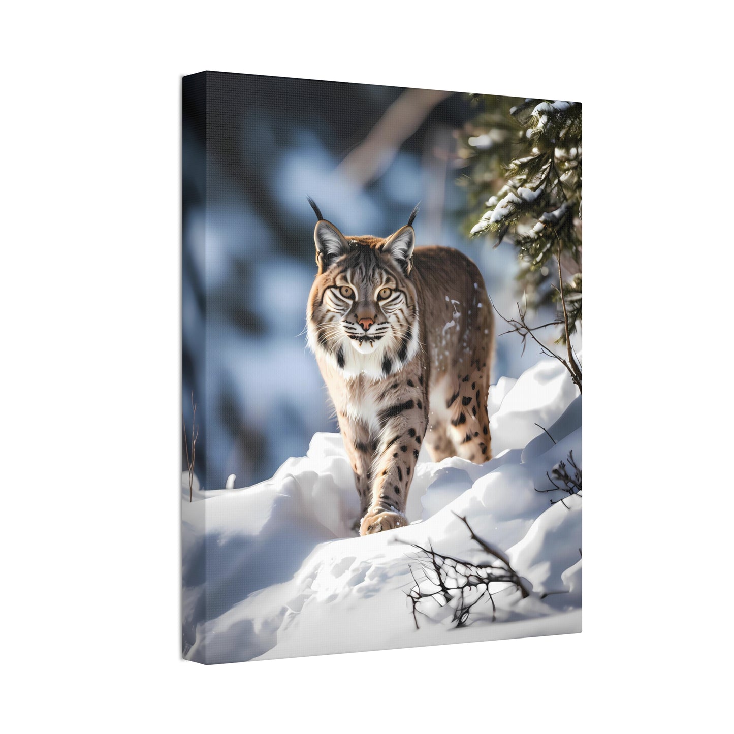 Cat Scratch Fever - Bobcat Canvas Art Print (1.5'')