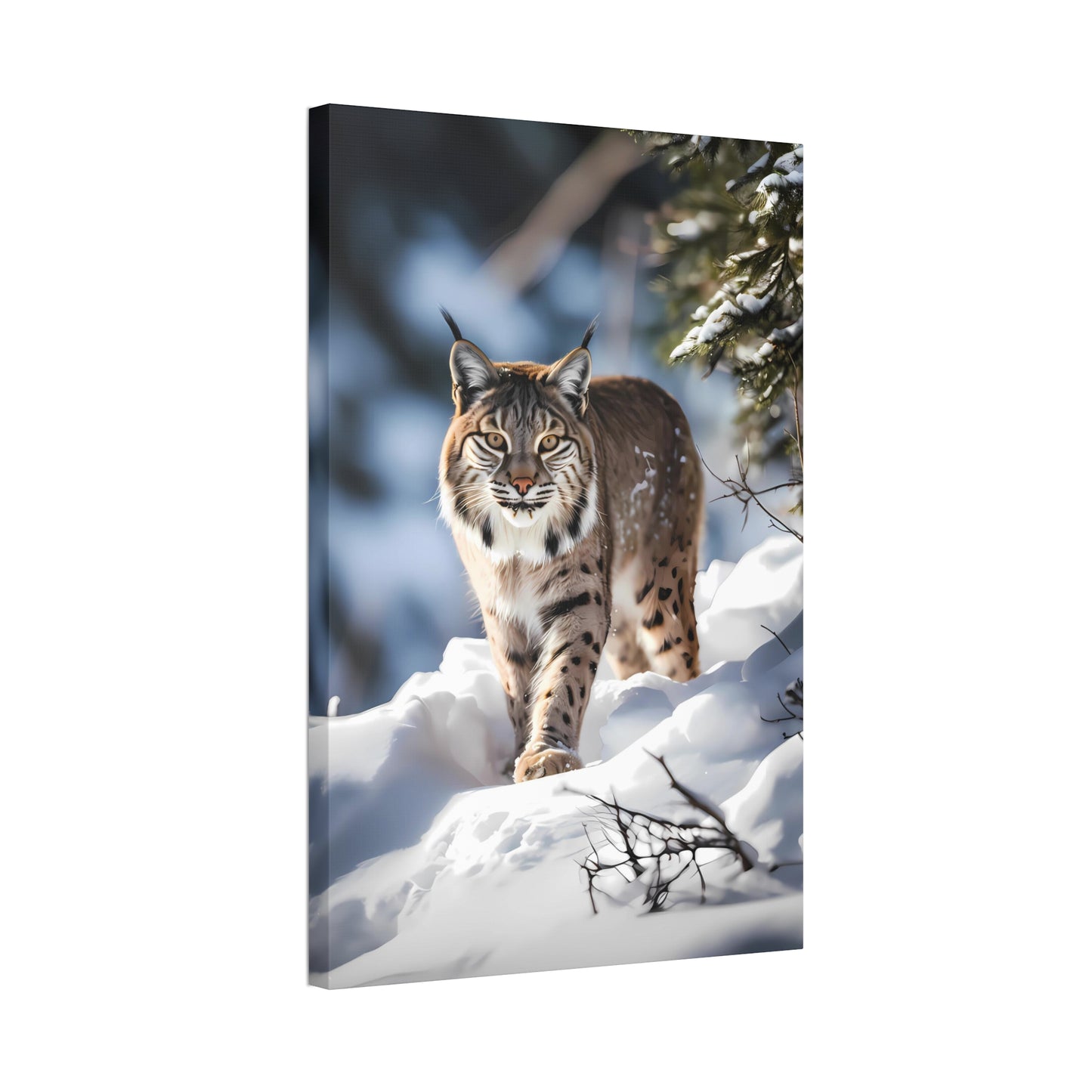 Cat Scratch Fever - Bobcat Canvas Art Print (1.5'')