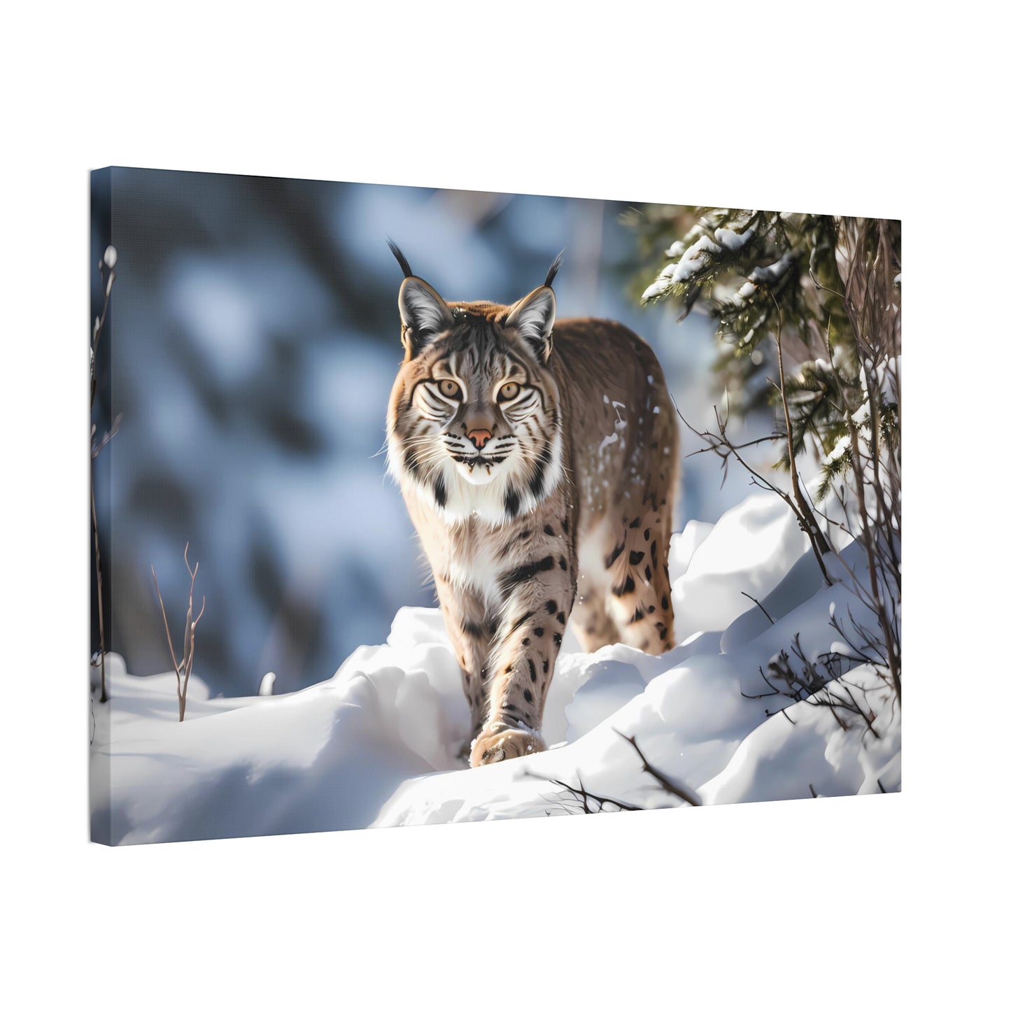 Cat Scratch Fever - Bobcat Canvas Art Print (1.5'')