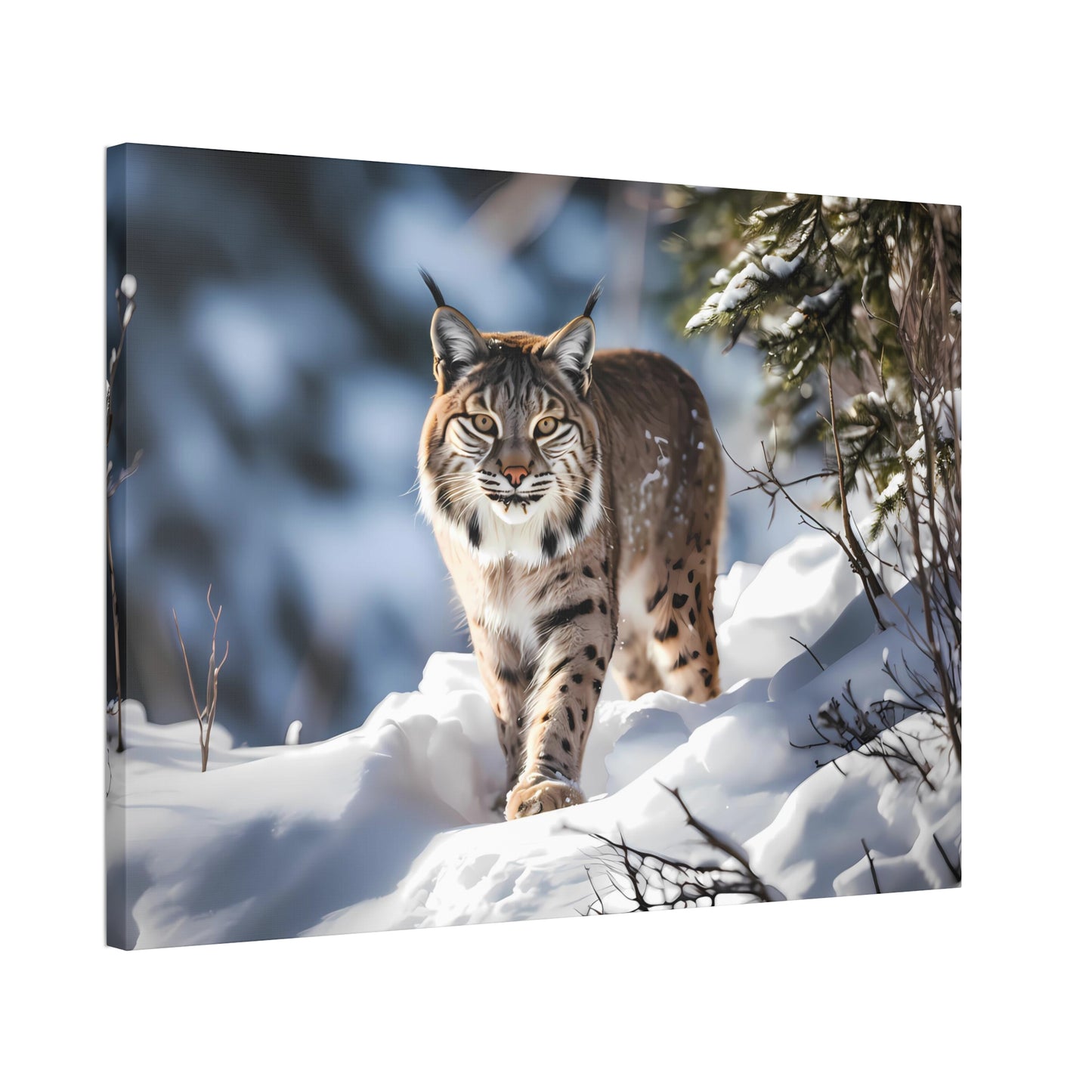 Cat Scratch Fever - Bobcat Canvas Art Print (1.5'')