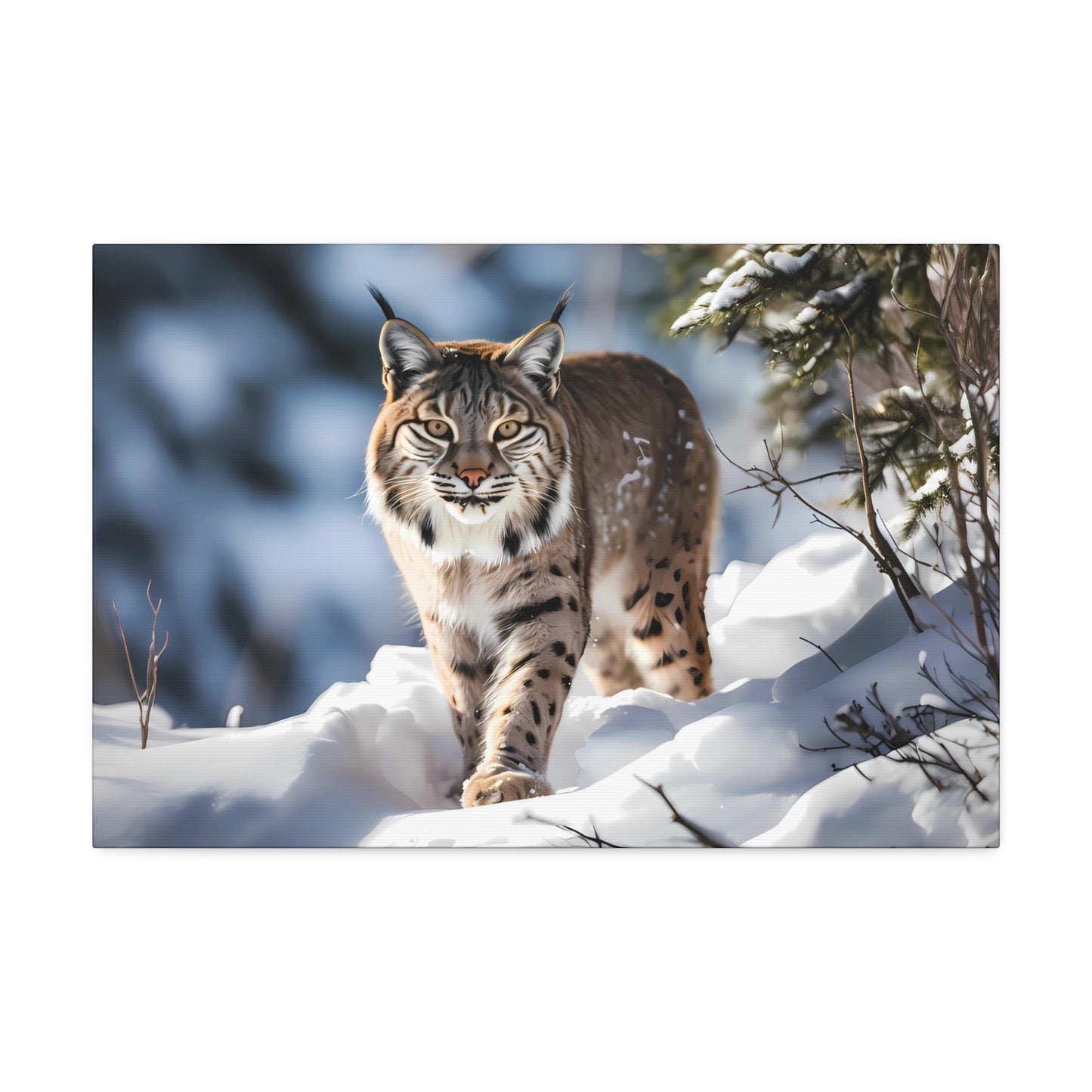 Cat Scratch Fever - Bobcat Canvas Art Print (1.5'')