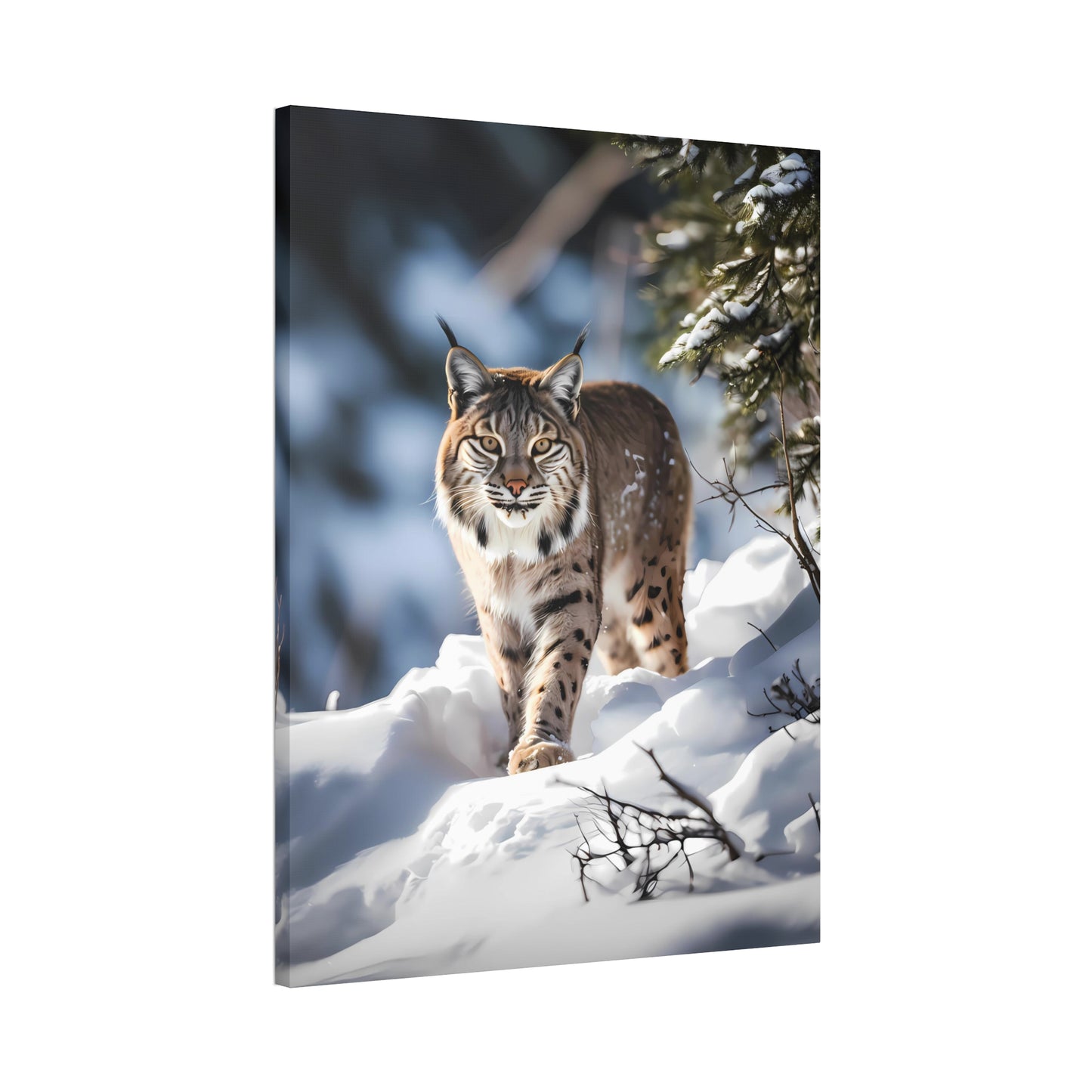 Cat Scratch Fever - Bobcat Canvas Art Print (1.5'')