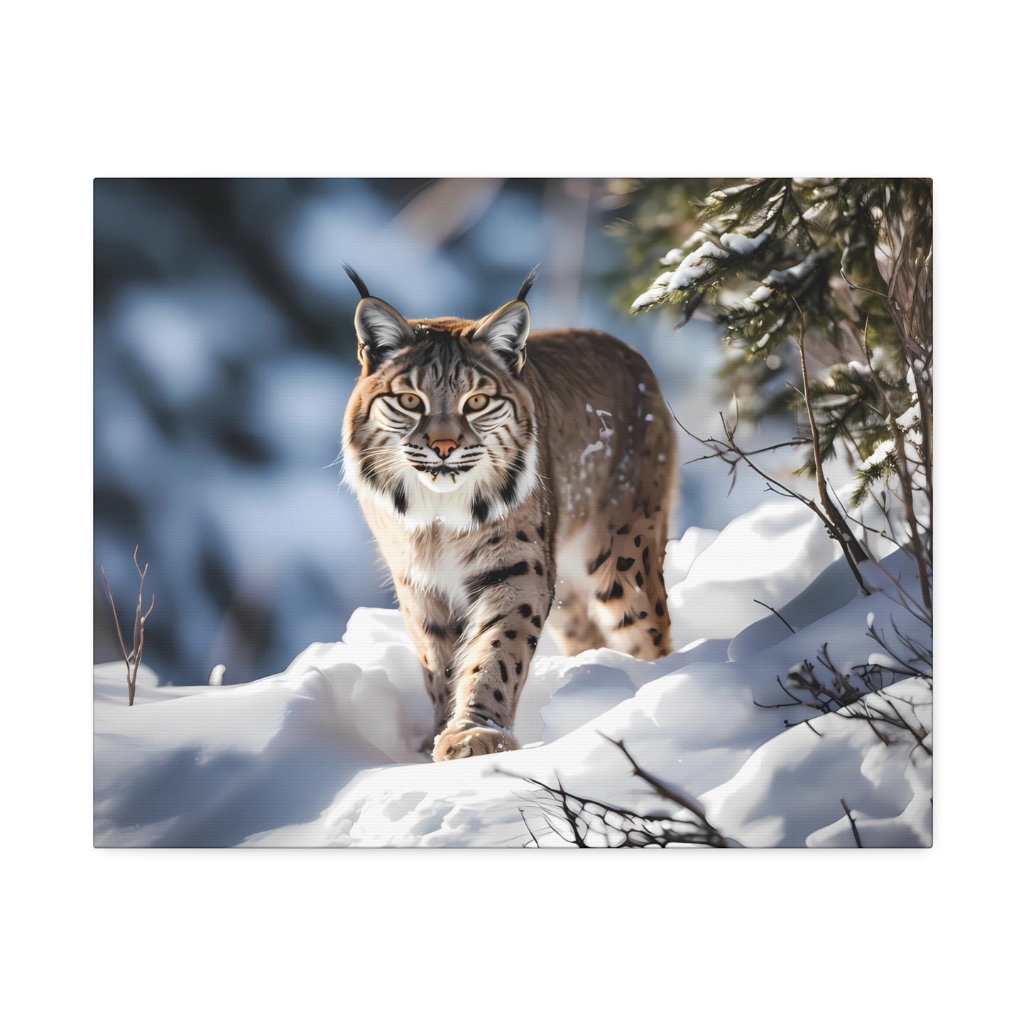 Cat Scratch Fever - Bobcat Canvas Art Print (1.5'')