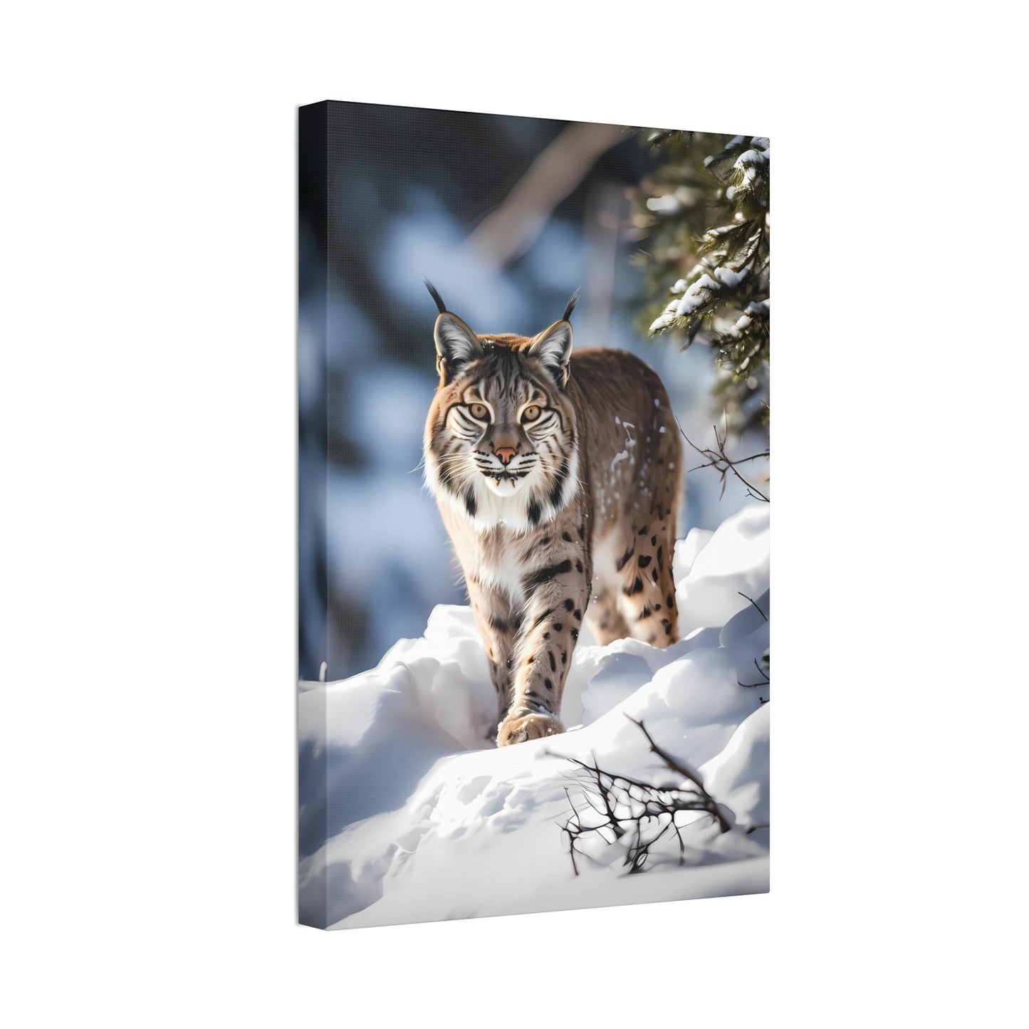 Cat Scratch Fever - Bobcat Canvas Art Print (1.5'')