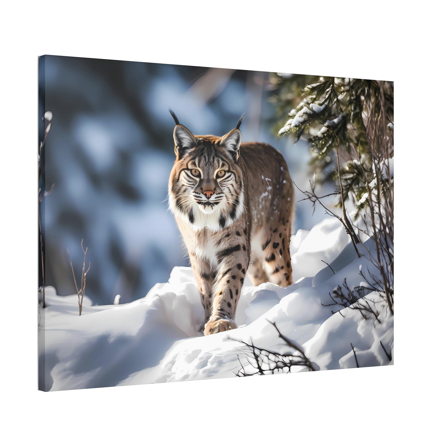Cat Scratch Fever - Bobcat Canvas Art Print (1.5'')