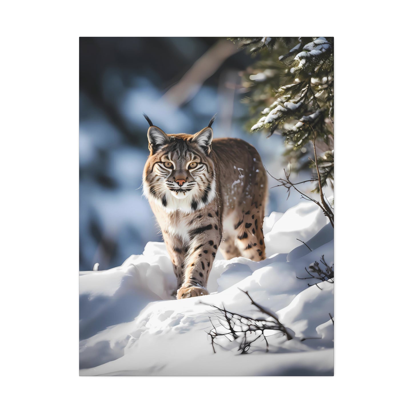 Cat Scratch Fever - Bobcat Canvas Art Print (1.5'')